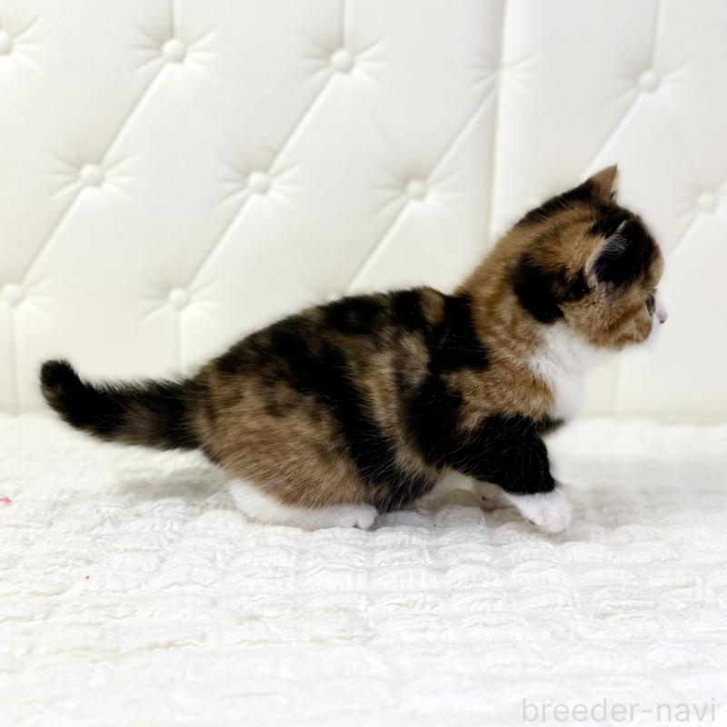 販売中の鹿児島県のスコティッシュフォールド-134004の14枚目