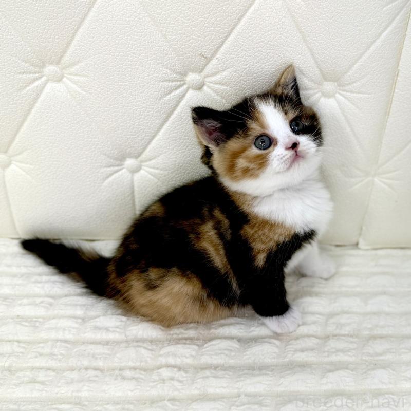 販売中の鹿児島県のスコティッシュフォールド-134004の13枚目