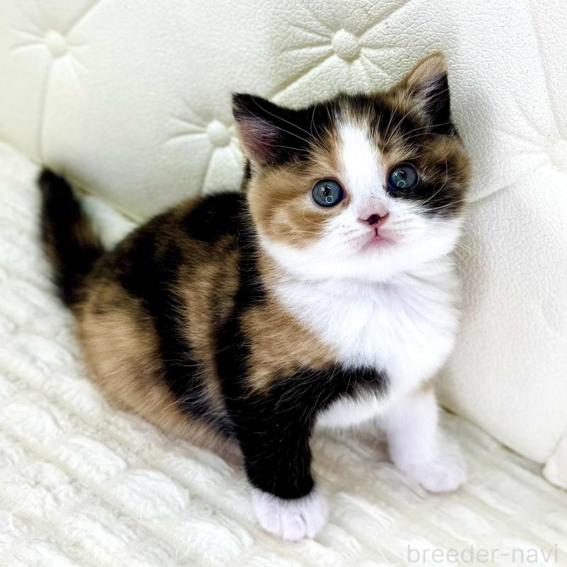 販売中の鹿児島県のスコティッシュフォールド-134004の12枚目