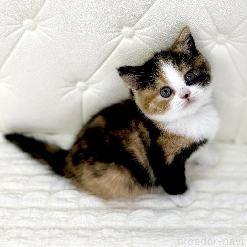 販売中の鹿児島県のスコティッシュフォールド-134004の11枚目