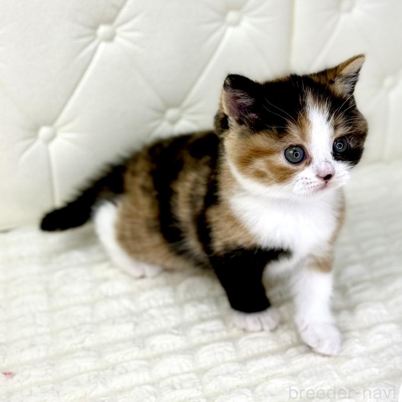 販売中の鹿児島県のスコティッシュフォールド-134004の10枚目