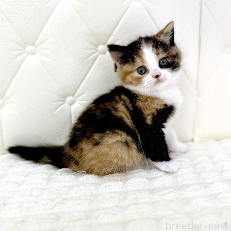 販売中の鹿児島県のスコティッシュフォールド-134004の9枚目