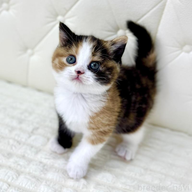 販売中の鹿児島県のスコティッシュフォールド-134004の8枚目