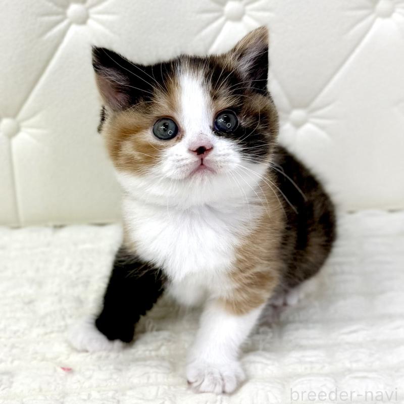 販売中の鹿児島県のスコティッシュフォールド-134004の7枚目