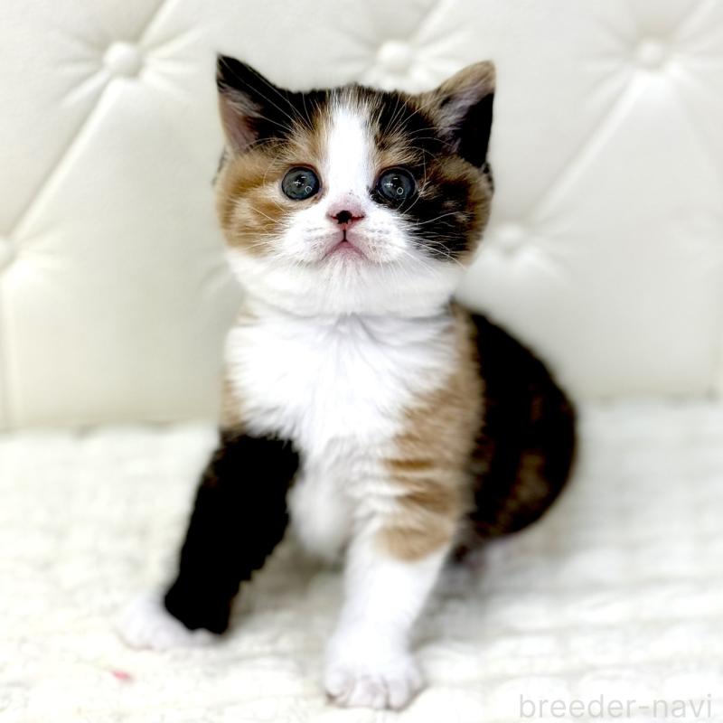 販売中の鹿児島県のスコティッシュフォールド-134004の6枚目