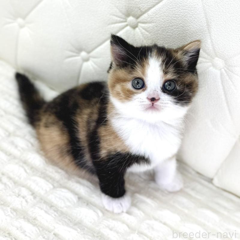 販売中の鹿児島県のスコティッシュフォールド-134004の5枚目