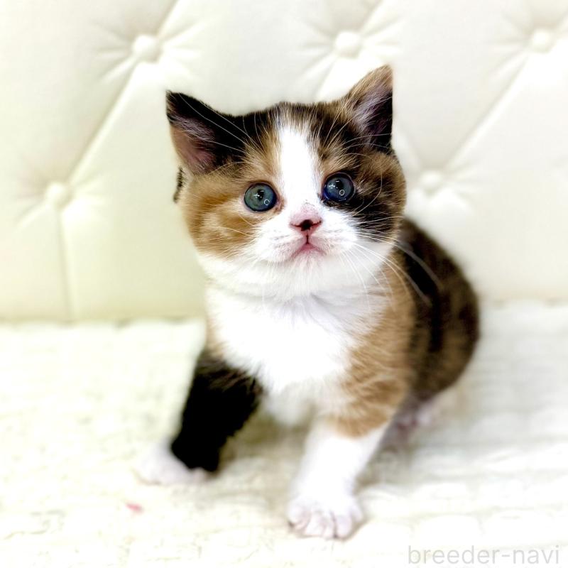 販売中の鹿児島県のスコティッシュフォールド-134004の3枚目