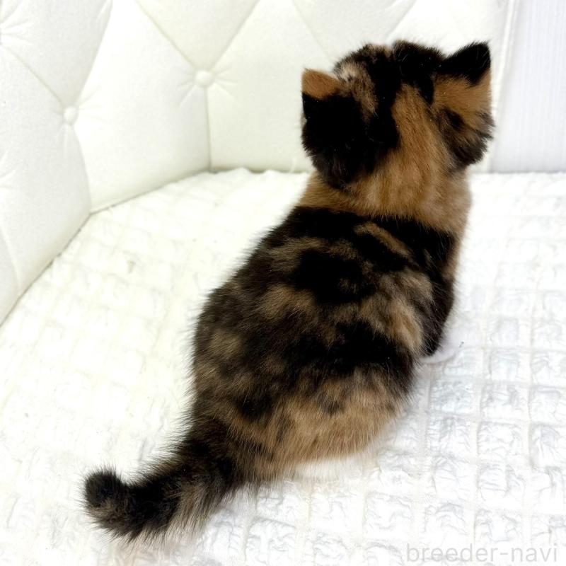 販売中の鹿児島県のスコティッシュフォールド-134004の2枚目