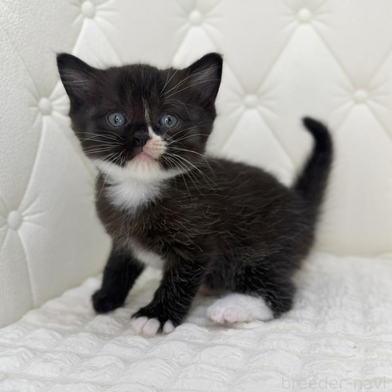 販売中の鹿児島県のスコティッシュフォールド-134005