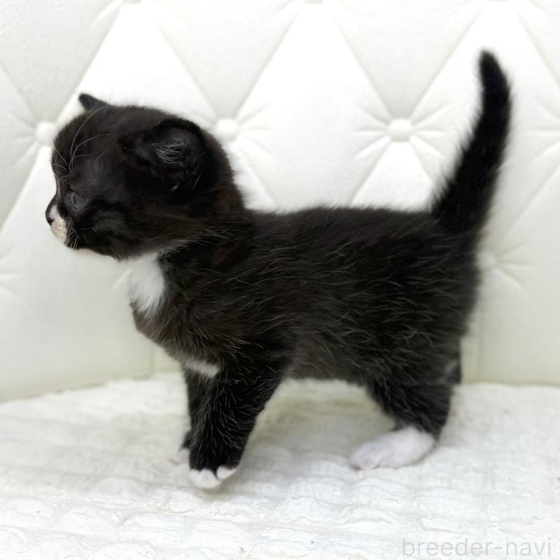 販売中の鹿児島県のスコティッシュフォールド-134005の8枚目