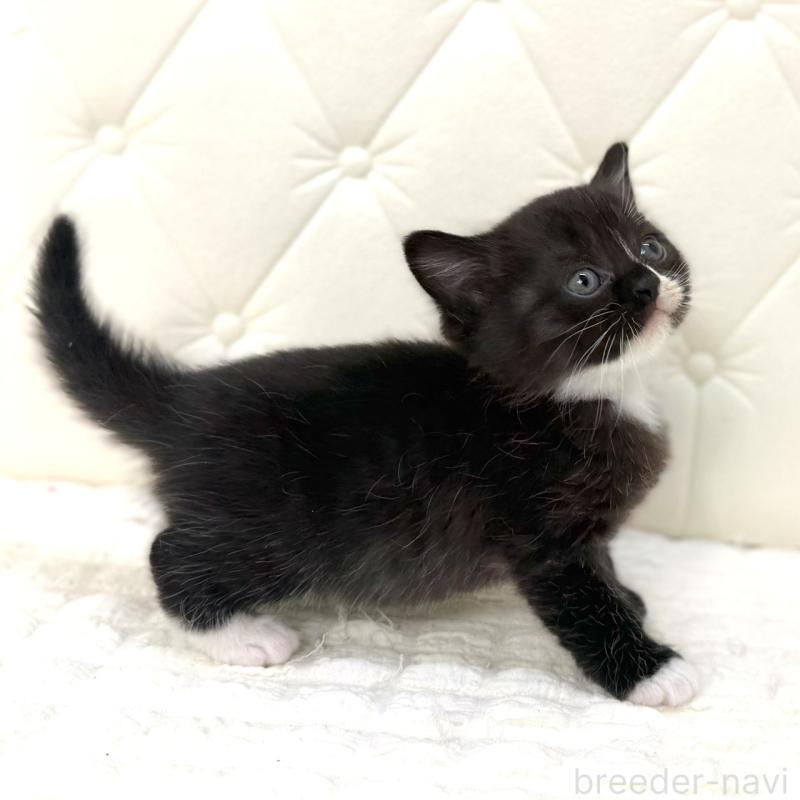 販売中の鹿児島県のスコティッシュフォールド-134005の7枚目