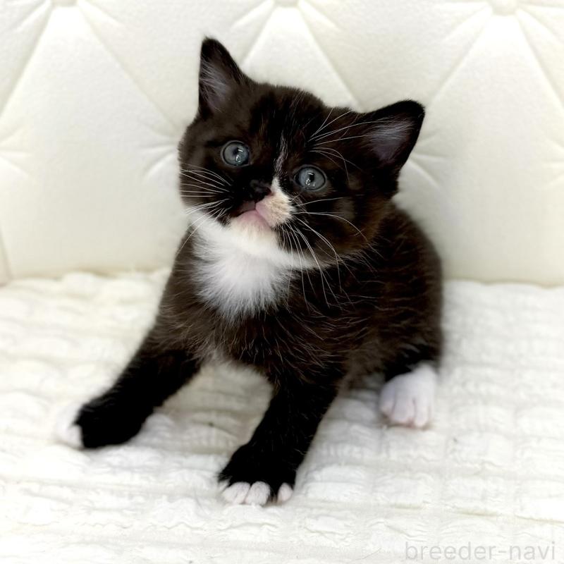 販売中の鹿児島県のスコティッシュフォールド-134005の6枚目