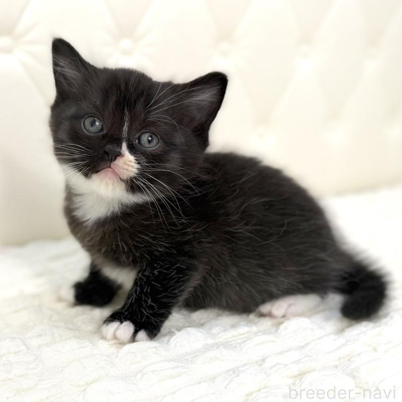 販売中の鹿児島県のスコティッシュフォールド-134005の5枚目