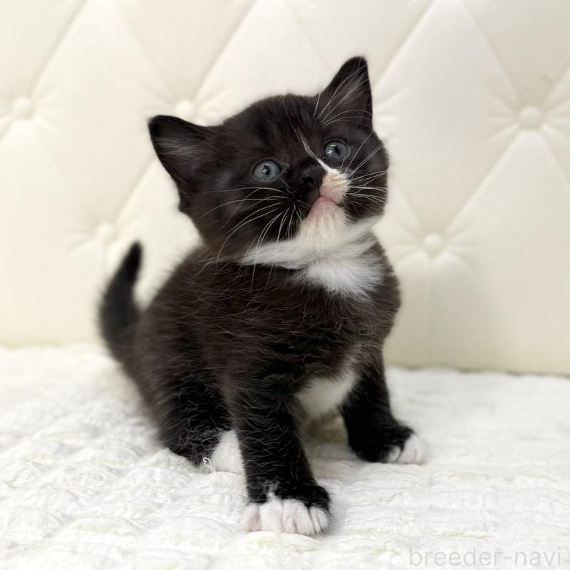 販売中の鹿児島県のスコティッシュフォールド-134005の4枚目