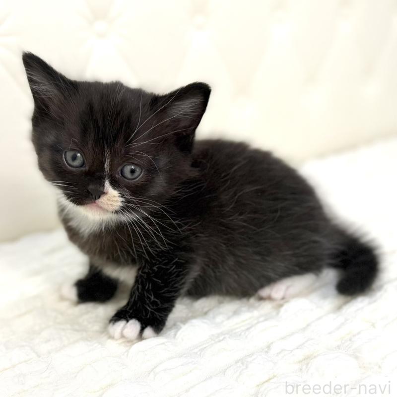 販売中の鹿児島県のスコティッシュフォールド-134005の3枚目