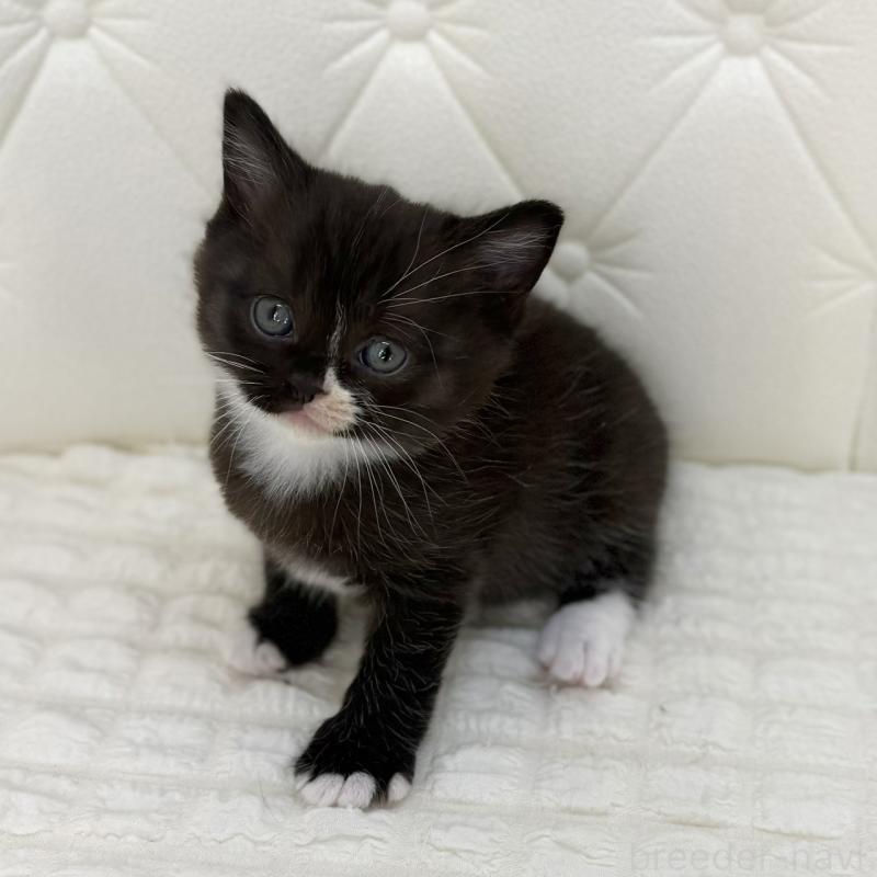 販売中の鹿児島県のスコティッシュフォールド-134005の2枚目