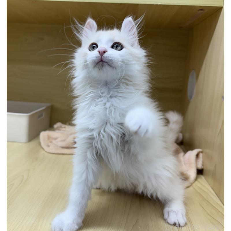 販売中の東京都のアメリカンカール-132385の6枚目