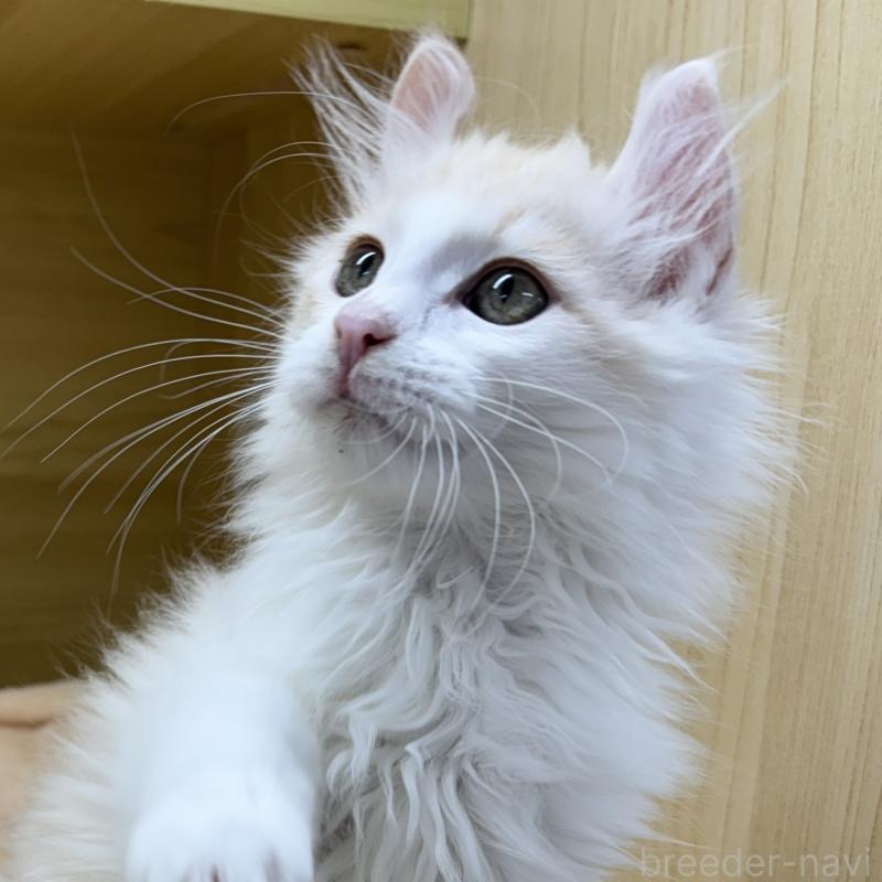 販売中の東京都のアメリカンカール-132385の5枚目