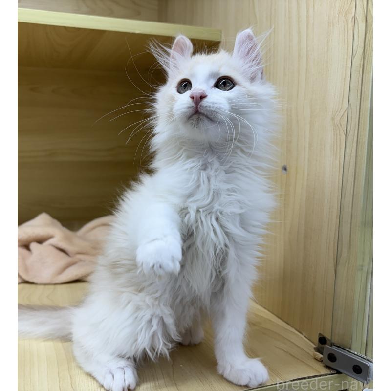 販売中の東京都のアメリカンカール-132385の4枚目