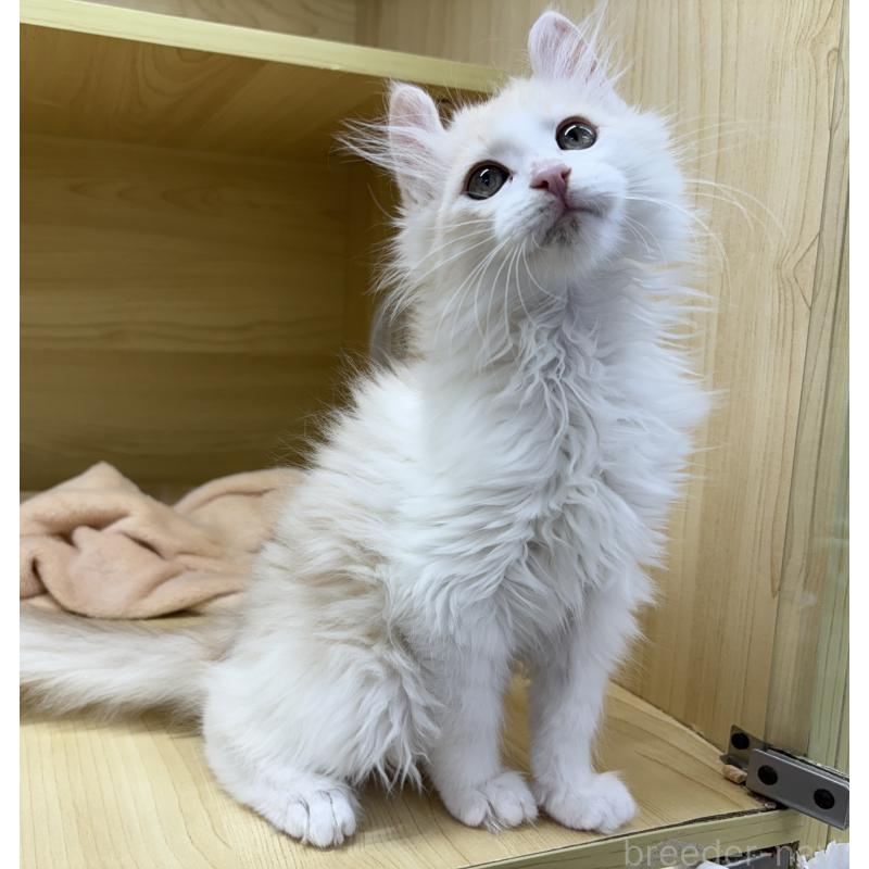 販売中の東京都のアメリカンカール-132385