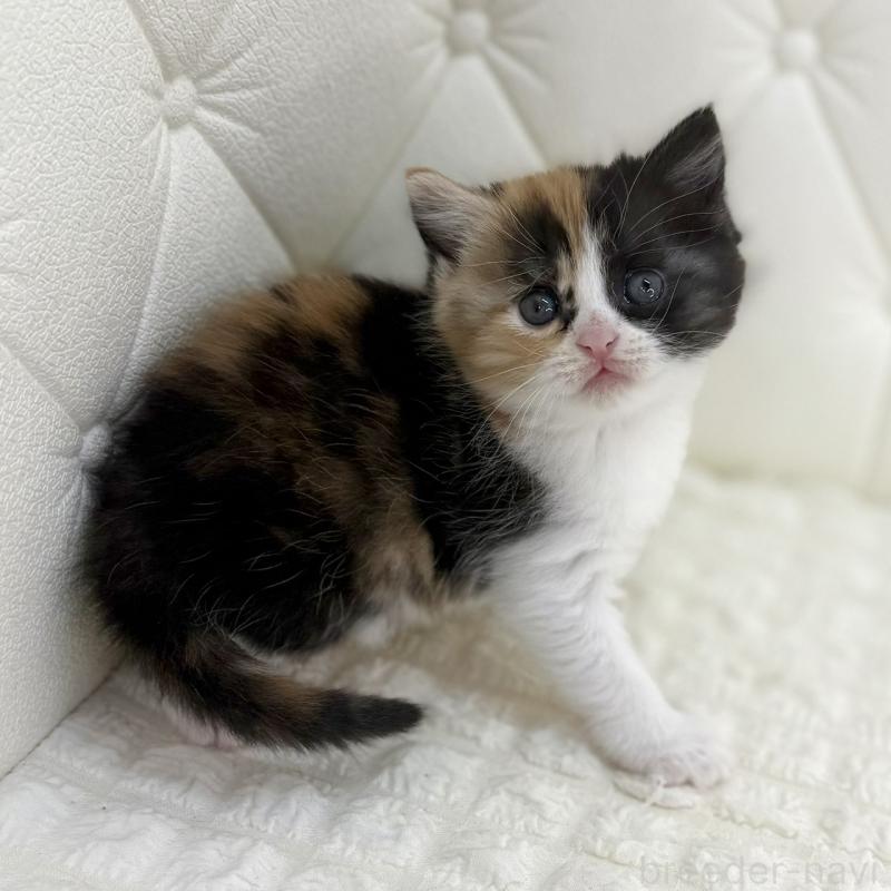 販売中の鹿児島県のスコティッシュフォールド-134006