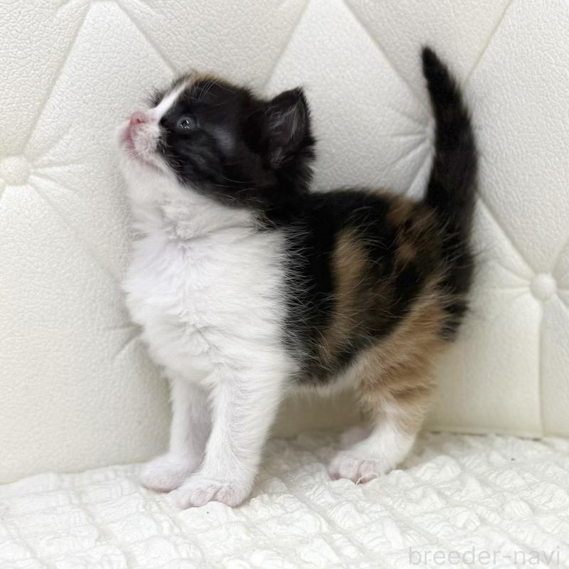 販売中の鹿児島県のスコティッシュフォールド-134006の8枚目