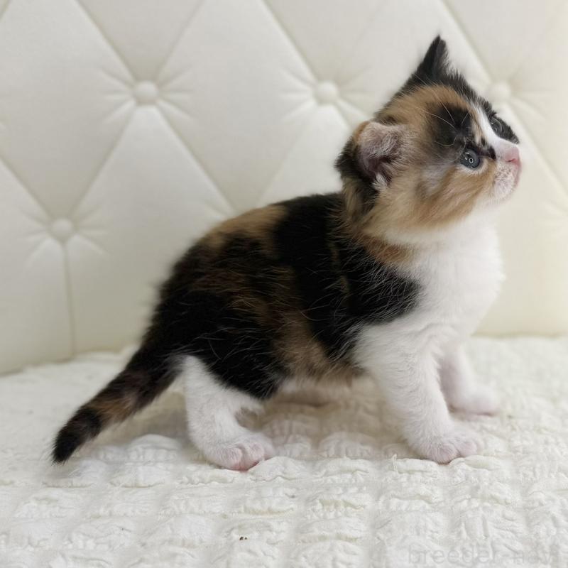 販売中の鹿児島県のスコティッシュフォールド-134006の7枚目