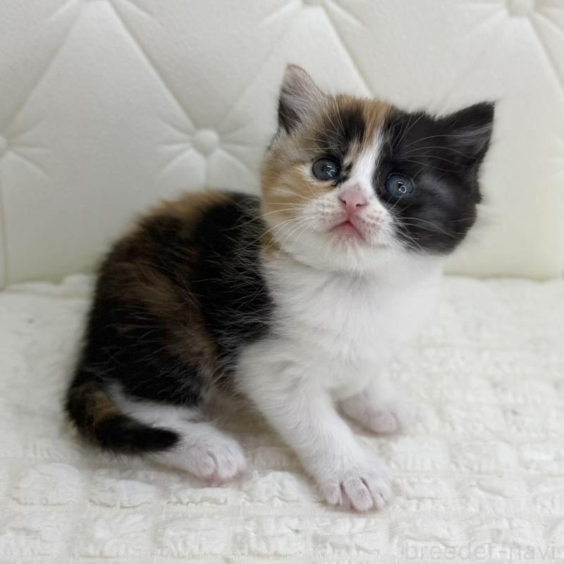 販売中の鹿児島県のスコティッシュフォールド-134006の6枚目