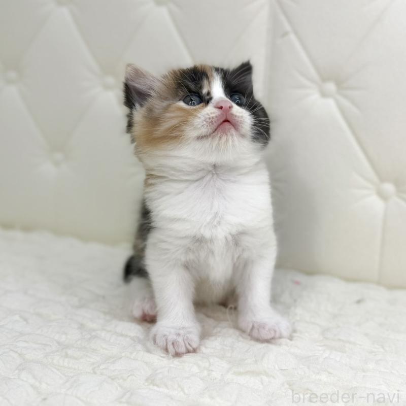 販売中の鹿児島県のスコティッシュフォールド-134006の5枚目