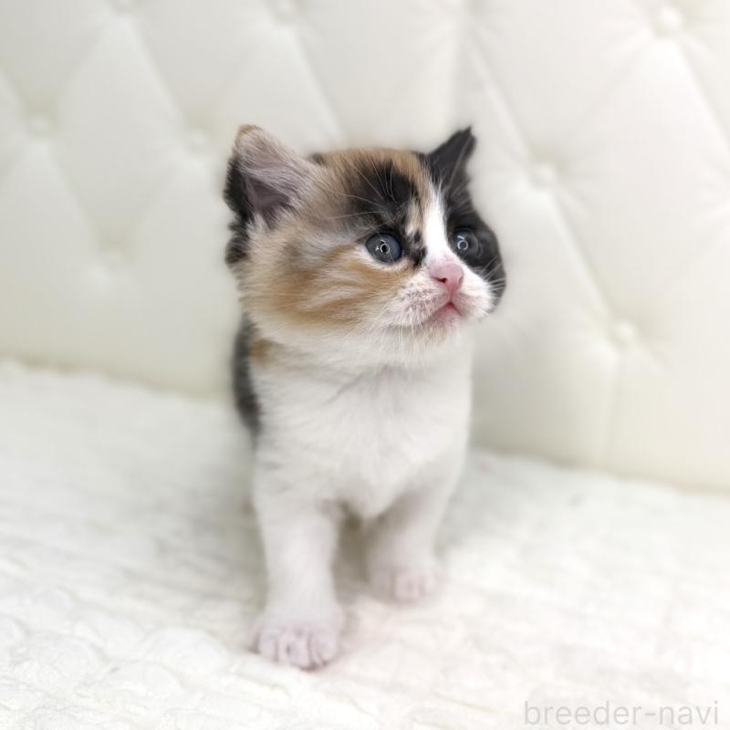 販売中の鹿児島県のスコティッシュフォールド-134006の4枚目