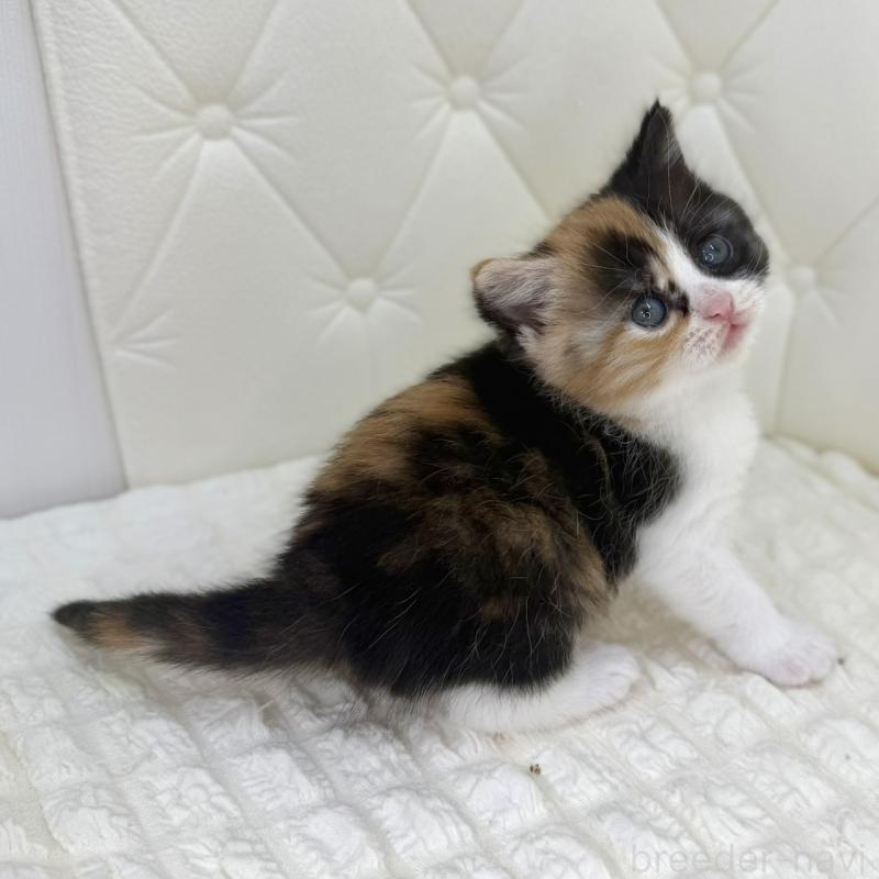 販売中の鹿児島県のスコティッシュフォールド-134006の2枚目