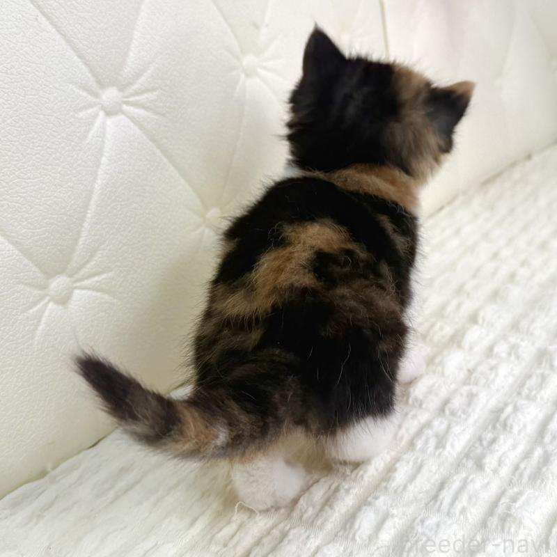 販売中の鹿児島県のスコティッシュフォールド-134006の3枚目