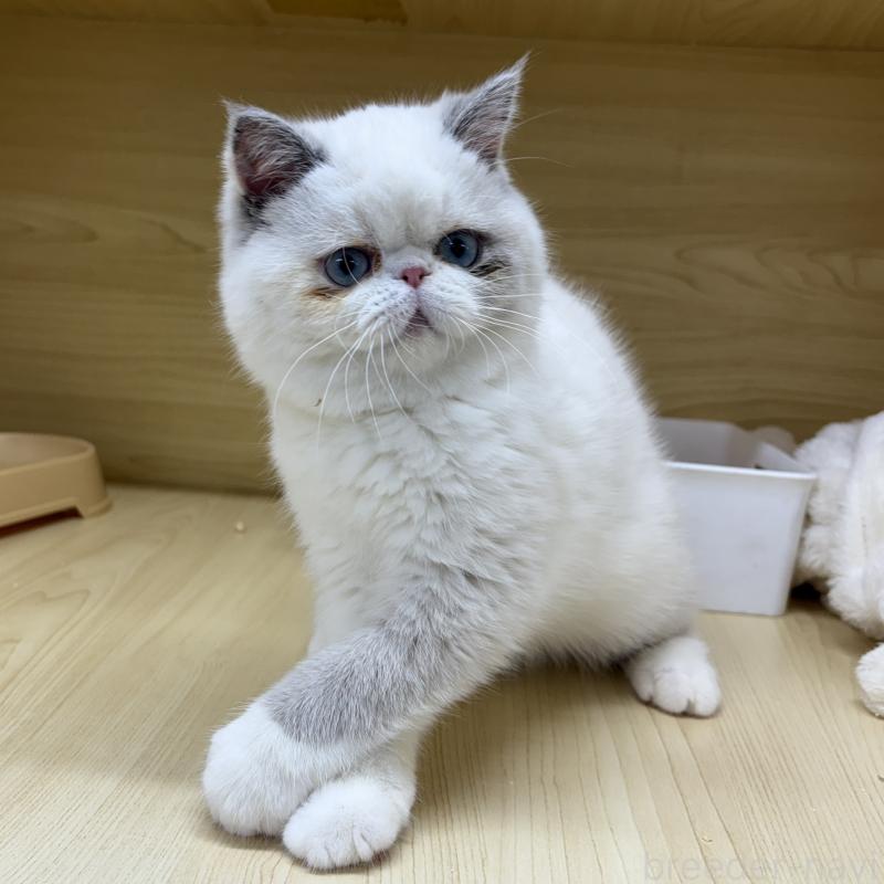 販売中の東京都のエキゾチックショートヘア-130012の7枚目