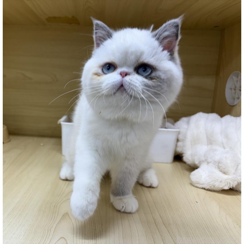 販売中の東京都のエキゾチックショートヘア-130012