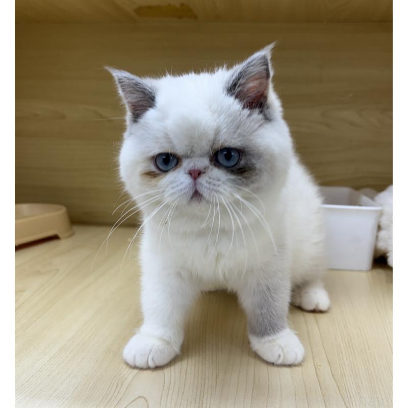 販売中の東京都のエキゾチックショートヘア-130012の5枚目