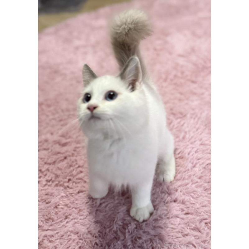 販売中の千葉県のラグドール-134007の6枚目