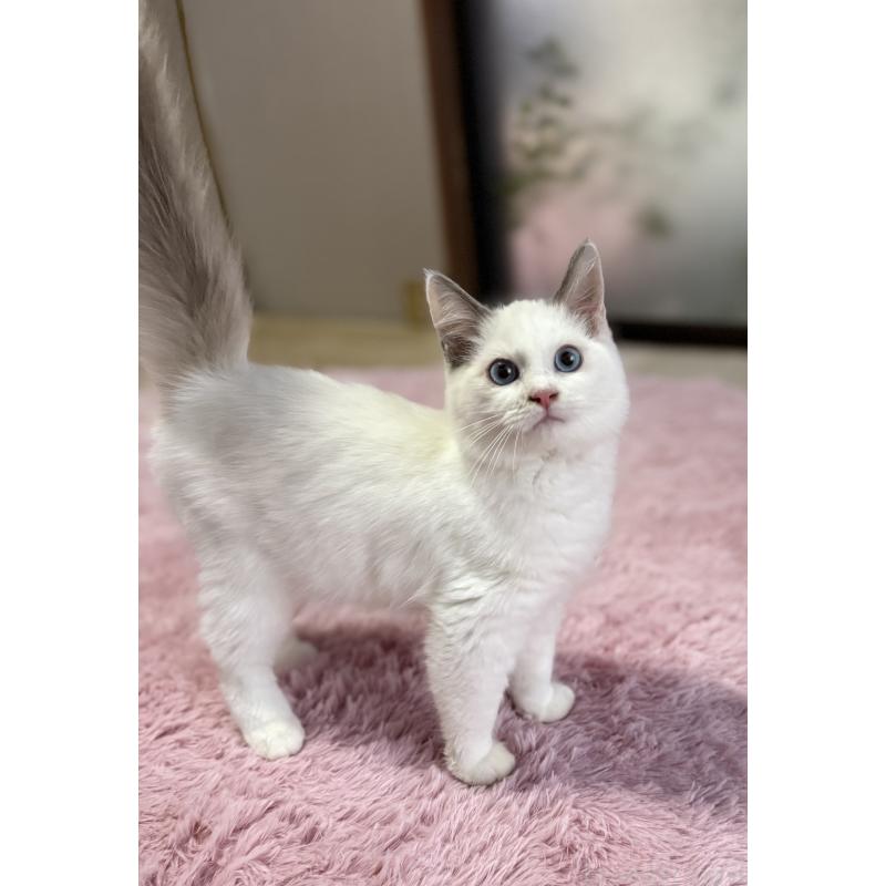 販売中の千葉県のラグドール-134007の5枚目