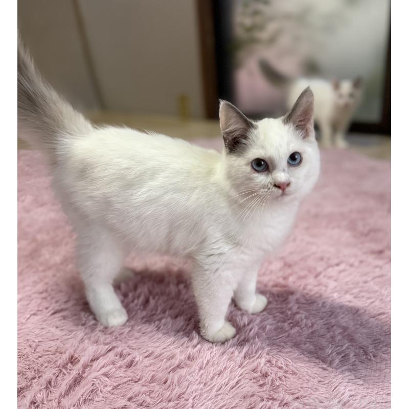 販売中の千葉県のラグドール-134007の4枚目