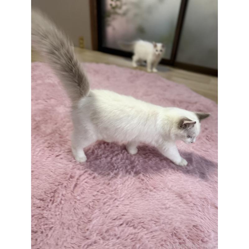 販売中の千葉県のラグドール-134007の3枚目