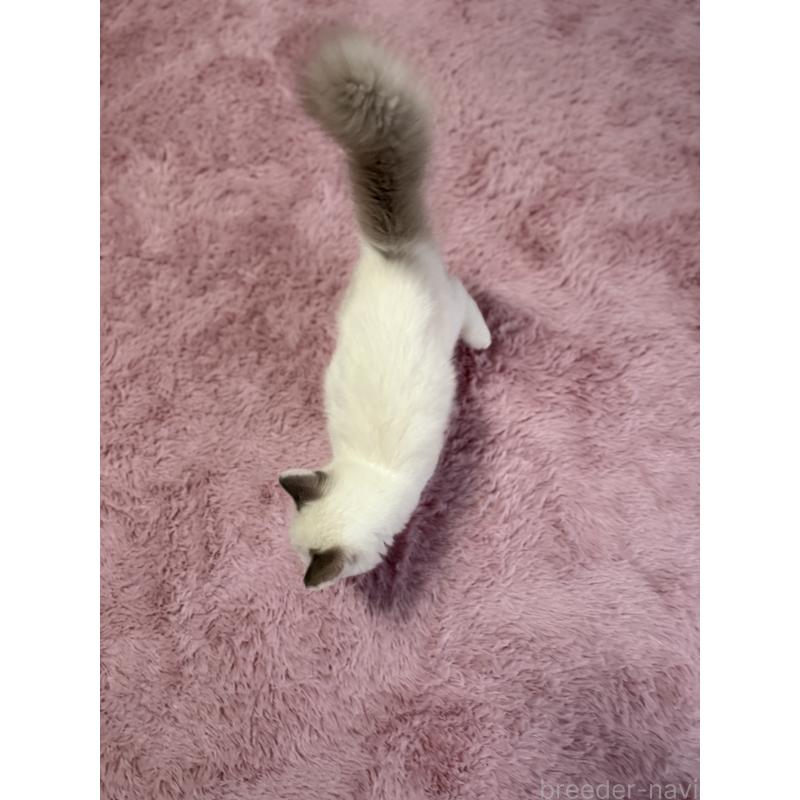 販売中の千葉県のラグドール-134007の2枚目