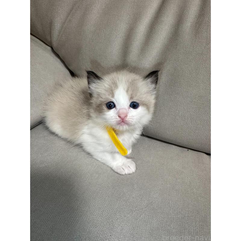 販売中の大阪府のラグドール-134008の16枚目