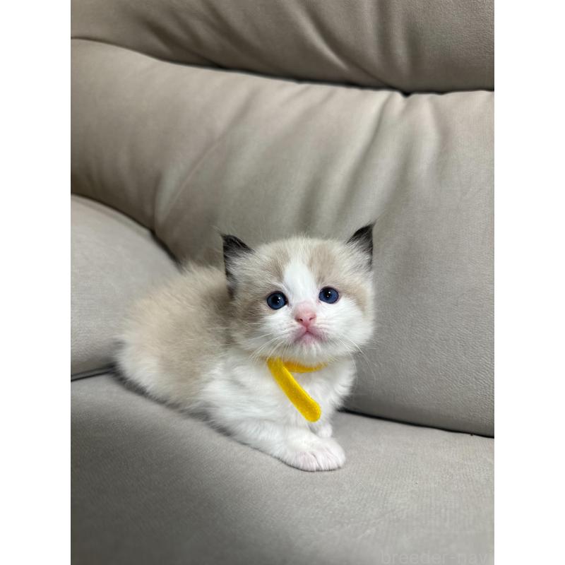 販売中の大阪府のラグドール-134008の15枚目