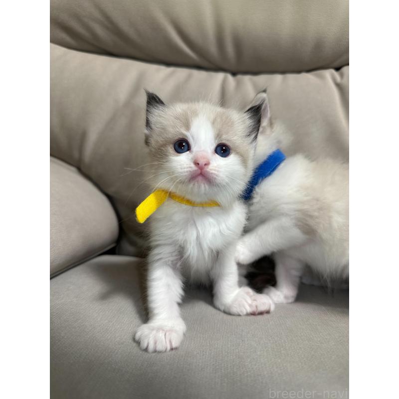 販売中の大阪府のラグドール-134008の14枚目