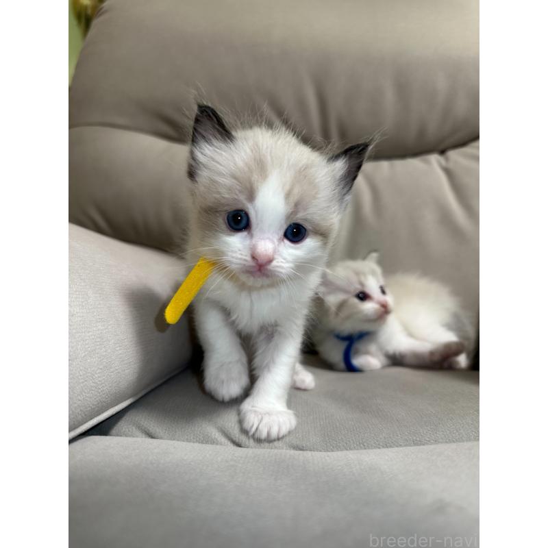 販売中の大阪府のラグドール-134008の13枚目