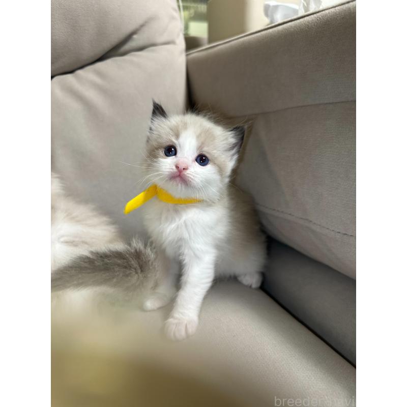 販売中の大阪府のラグドール-134008の12枚目