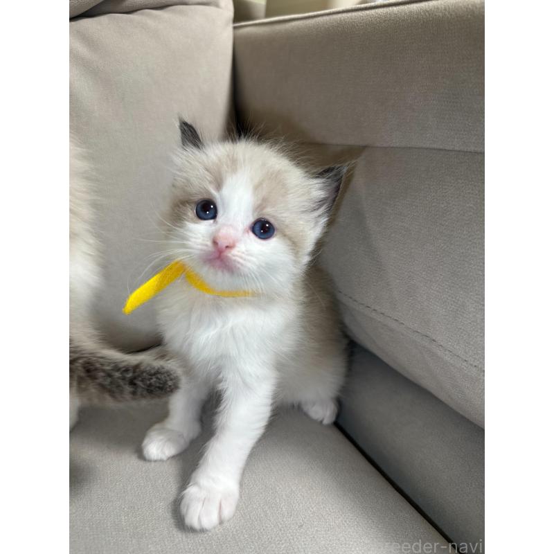 販売中の大阪府のラグドール-134008の11枚目