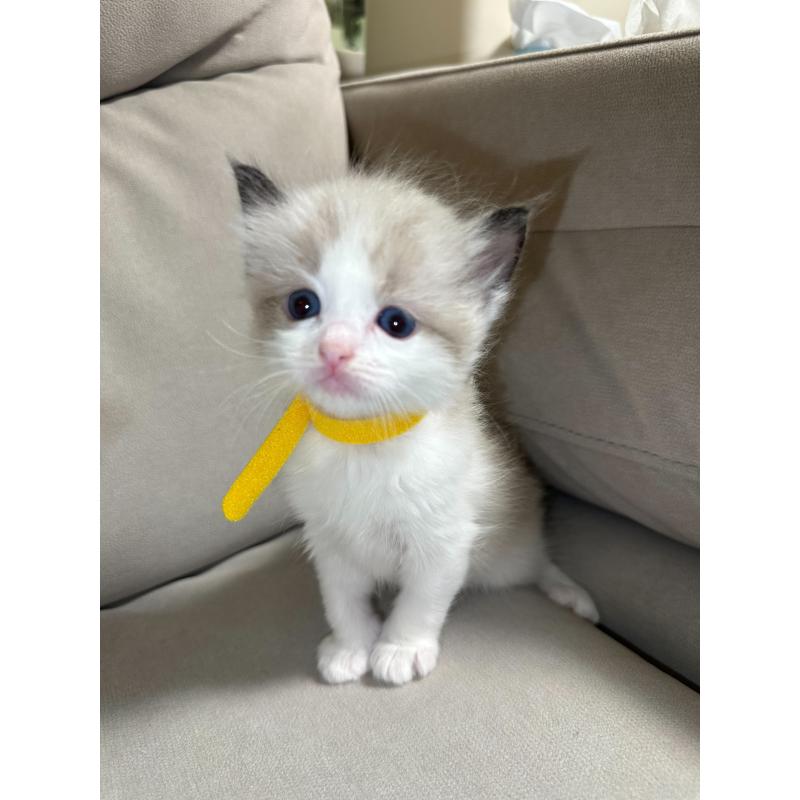 販売中の大阪府のラグドール-134008の10枚目