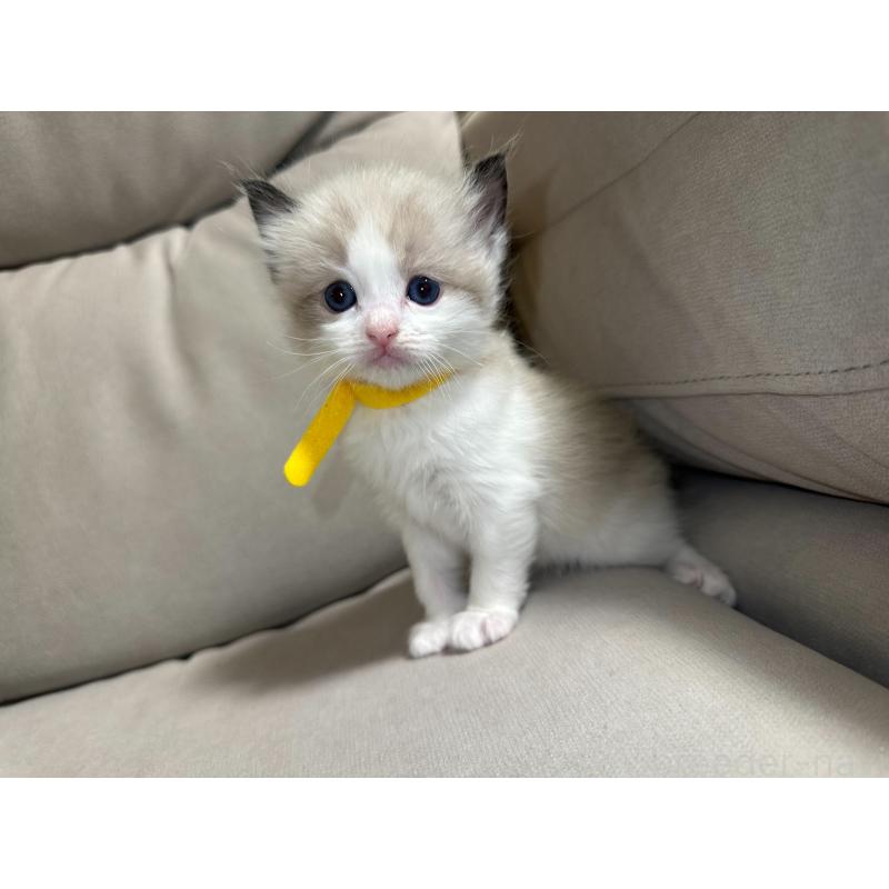 販売中の大阪府のラグドール-134008の9枚目