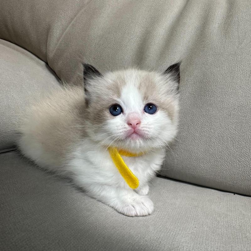 販売中の大阪府のラグドール-134008の1枚目