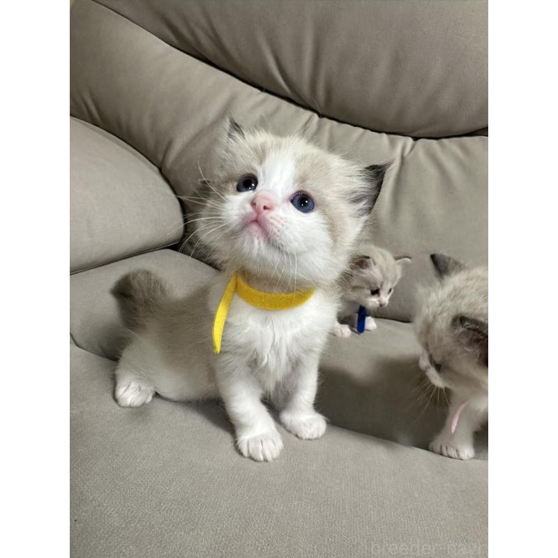 販売中の大阪府のラグドール-134008の6枚目